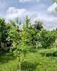 Продам дом, Ленина х., муниципальное образование, 250 м², 8 соток
