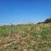 Продам участок, Динской район, Село Первореченское. , 6 соток