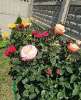 Продам дом, Копанской х., муниципальное образование, 48 м², 12 соток