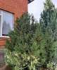 Продам дом, Знаменский п., муниципальное образование  Сиреневая ул. 40, 224 м², 6 соток